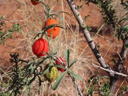 Image result for Trochomeria macrocarpa