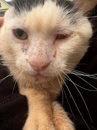 9 years of Boris White 🐾❤️