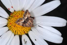 Image result for Photedes captiuncula