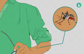 Malaria Symptoms Causes Treatment Medicine Prevention Diagnosis