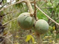 Image result for Strychnos innocua