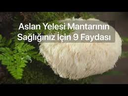 Aslan Yelesi Mantarinin Sagliginiz Icin Faydalari In 2020 Cool Gadgets To Buy Easy Food To Make Food To Make