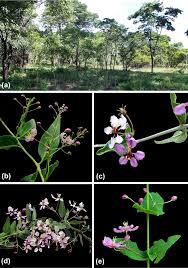 Image result for Triaspis hypericoides