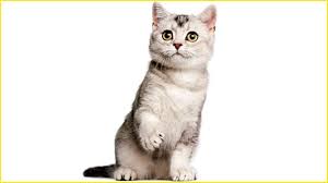 See what dogs and cats (wgatito) has discovered on pinterest, the world's biggest collection of ideas. In A First Pet Cat In Belgium Tests Positive For Coronavirus Report