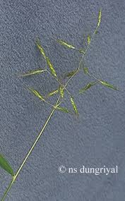 Image result for Capillipedium