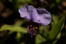 Image result for Commelina schweinfurthii