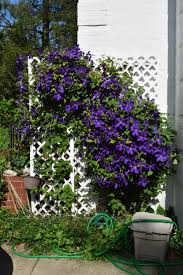 Image result for Clematis