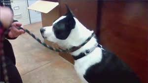 A love beyond borders is a full service international and domestic adoption agency in denver, colorado. Animal Shelters Seeing More Pets Surrendered In Denver Colorado 9news Com