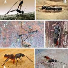 A list of parasitic hymenoptera reared from different lepidoptera and hymenoptera larvae is given. Pdf Ecology Diversity And Conservation Of Saproxylic Hymenopteran Parasitoids