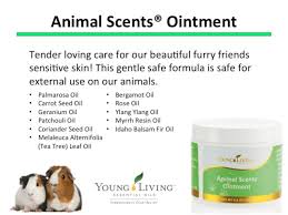 Has been added to your cart. Keep Your Dog S Paws Happy With This Easy Diy Paw Balm With Essential Oils Young Living Essential Oils Beauty Health Products
