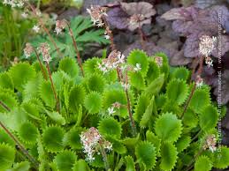 Image result for Galiniera saxifraga