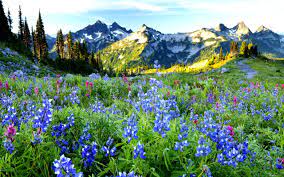 Beautiful spring scenery wallpapers hd 1080p for desktop. 40 Spring Scenery Wallpaper On Wallpapersafari