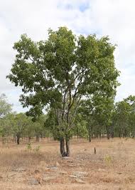 Image result for Erythrophleum