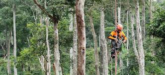 Image result for Crotalaria huillensis