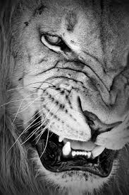 Portraits Noirs Et Blancs Lion Noir Et Blanc Zakstudio Animaux Photo Animaux Lion Noir Et Blanc 37 camere a disposizione per una vacanza all'insegna del relax e della l'hotel lion noir, che dispone di ascensore, offre servizio di mezza pensione e pensione completa. portraits noirs et blancs lion noir