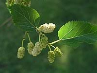 Morus, a genus of flowering plants in the family moraceae, consists of diverse species of deciduous trees commonly known as mulberries, growing wild and under cultivation in many temperate world regions. Morus Alba Wikipedia