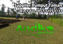 Tani sejahtera 0812 4902 5398 atau 0858 5359 5509 harga murah dan berkualitas. Terjual Jual Rumput Gajah Mini Surabaya Wa 0857 3259 0133 Andika Garden Kaskus