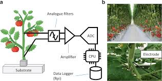 Последние твиты от plant cell & environment (@plantcellenvir). Electrophysiological Assessment Of Plant Status Outside A Faraday Cage Using Supervised Machine Learning Scientific Reports