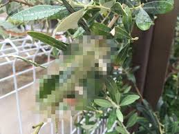 虫に葉っぱが食べられた そんな時 素早く対策する為には虫のアレを見つけるのが近道 2015 10 29 洋風イングリッシュガーデン お庭リフォームは柴垣グリーンテック