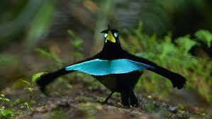 Bird Of Paradise Mating Dance Gif Pin Su Aves Paradisaeidae Birds Of Paradise