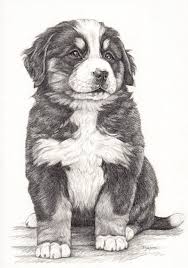Illustratie Berner Sennen Pup Bernese Mountain Dog Dieren Tekenen Hond Tekeningen Honden