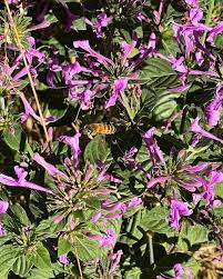 Image result for Hypoestes sp. aff. aristata B