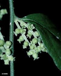 Image result for Fuirena leptostachya