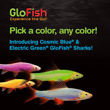 Glofish Sharks Glofish Glow Fish Tropical Freshwater Fish