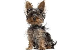 Find teacup puppies and puppies from ohio breeders. Yorkie Yorkshire Terrier Puppies For Sale In Ohio Adoptapet Com