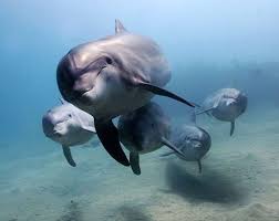The three hour swim and cruise is run by moonraker dolphin swims and is friendly for anyone and everyone, from children to adults and people who can't swim (that's me)! Mornington Penninsula Dolphin And Seal Swims