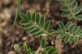 Image result for Indigofera daleoides