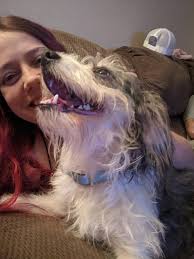 Lost black lab puppy in Magnolia Place area of Beech Island