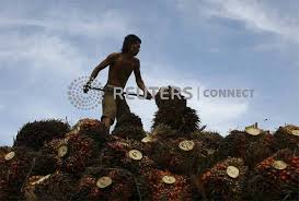 Check spelling or type a new query. Malaysian Palm Oil Price Surges As India Restricts Refined Palm Oil Imports The Star