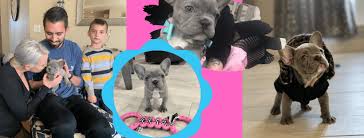 Click french bulldog breed standard to read about which characteristics are desirable, and which are considered disqualifications in our breed. Purchase An Available French Bulldog Puppy The French Bulldog