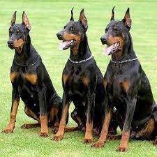 Doberman Pinscher Club Of Lakeland Fl Home Facebook