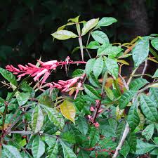 Image result for Quassia undulata