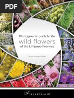 Image result for Tricliceras lanceolatum