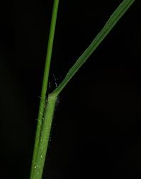 Image result for Steinchisma laxum