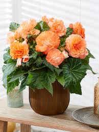 Image result for Begonia pulcherrima