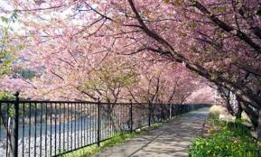 Maybe you would like to learn more about one of these? Nikmati Bunga Sakura Musim Semi 2021 Di Indonesia