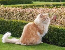 Ginger red long haired tabby cat close up portrait. Types Of Cats