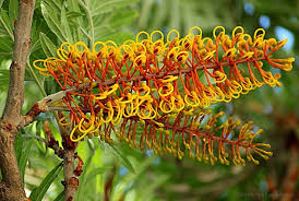 Image result for Grevillea