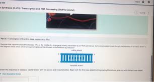 Bioflix Activity Dna Replication Dna Replication Diagram Solved Mayo 2 Hw Synthesis 2 Of 2 Transcription And Rn Chegg Com