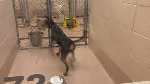 Cat shelter & headquarters :: Gwinnett County Animal Shelter Receives 50 00 Grant 11alive Com