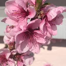 Pin On Selbstversorgung Aus Dem Garten