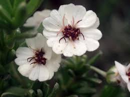 Image result for Eriocephalus racemosus