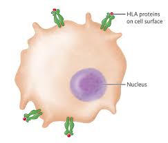 Immune 17 Ati 84 Flashcards Quizlet