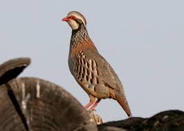 Image result for Alectoris rufa