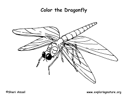 Download or print easily the design of your choice with a single click. Dragonfly Coloring Page