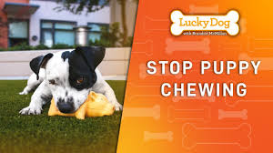 Pet stores in brentwood area. How To Stop Puppies From Chewing Lucky Dog Youtube